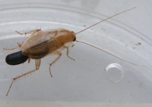 Planuncus vinzi